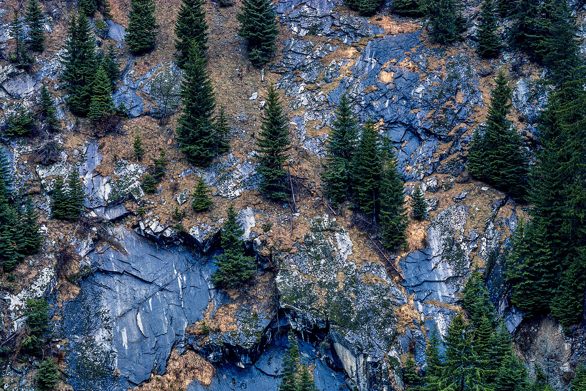 trees